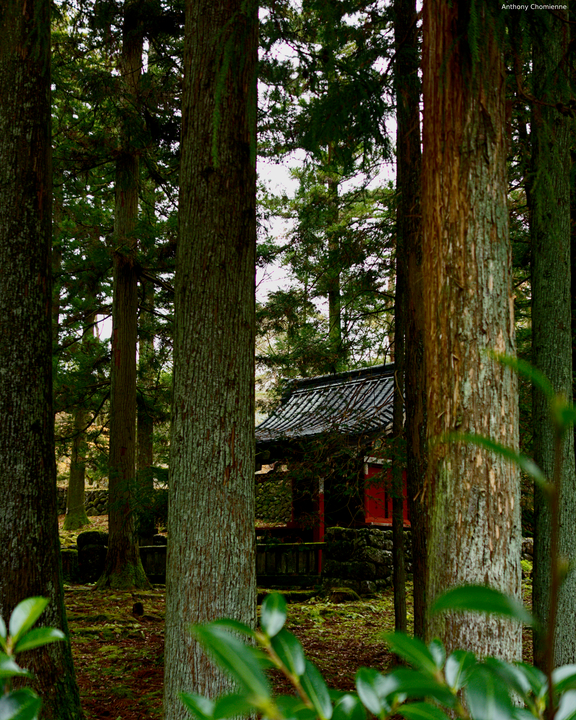Un petit temple caché entre les arbres