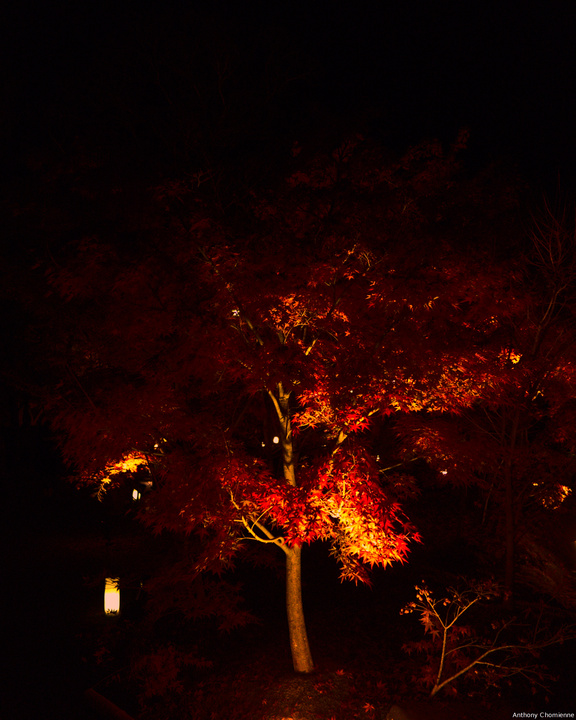 Un érable japonais dont les feuilles sont rouge vu de nuit