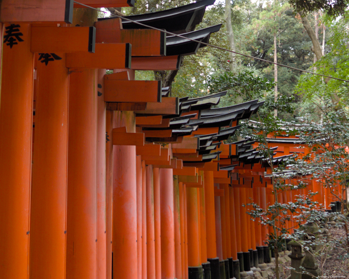 Alignement de Torii du Fushimi-Inari-Taisha vu depuis le côté