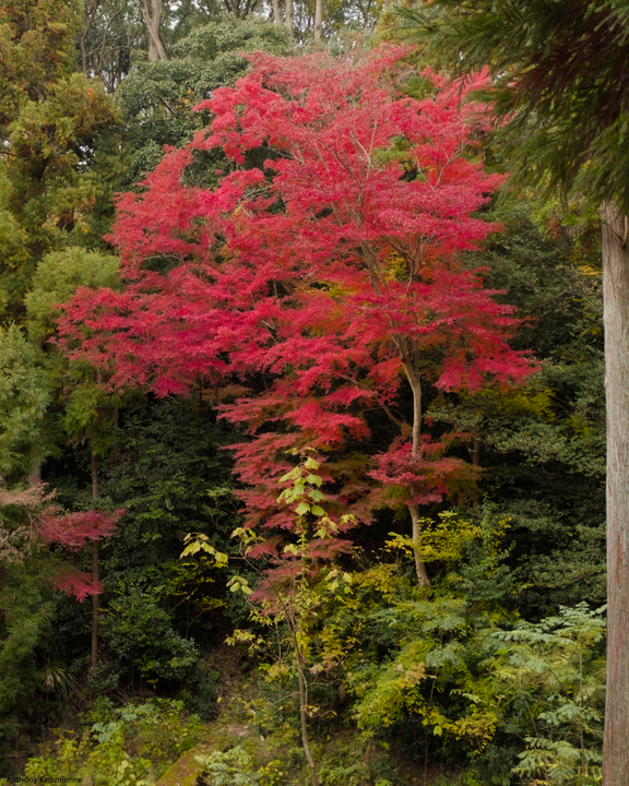 Un fin érable japonnais dans sa teinte automnale rouge au milieu d'arbre vert