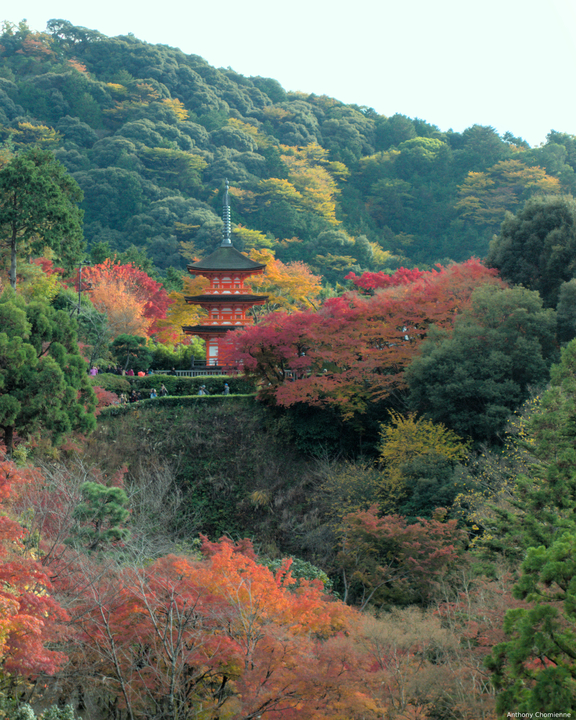 La forêt parée de ses couleurs d'automne vu depuis le Kiyomizu-Dera avec une pagode